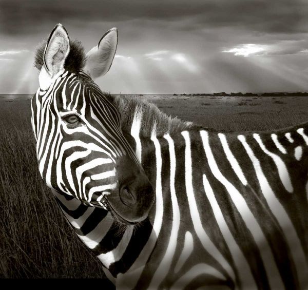 Kenya Black and white of zebra and plain